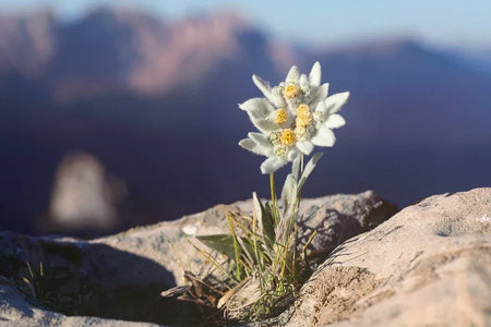 Edelweiss-serie