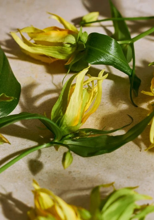 Full Ylang Ylang Eau de Parfum